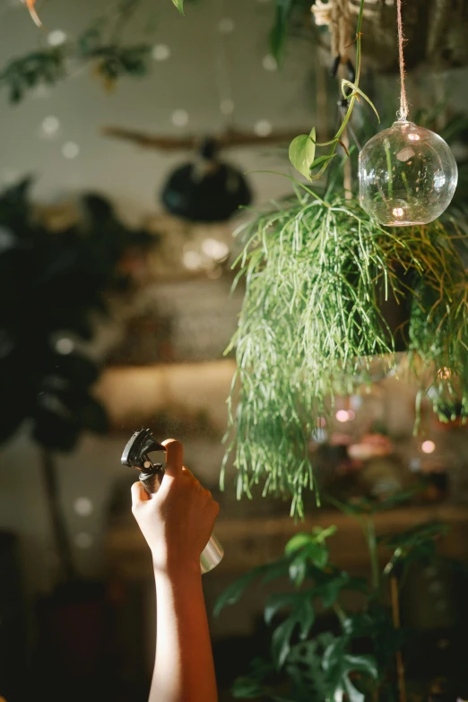 a person taking a picture of some plants, inspired by Elsa Bleda, magical realism, glass bulbs, organic ornament, lush oasis, celebration