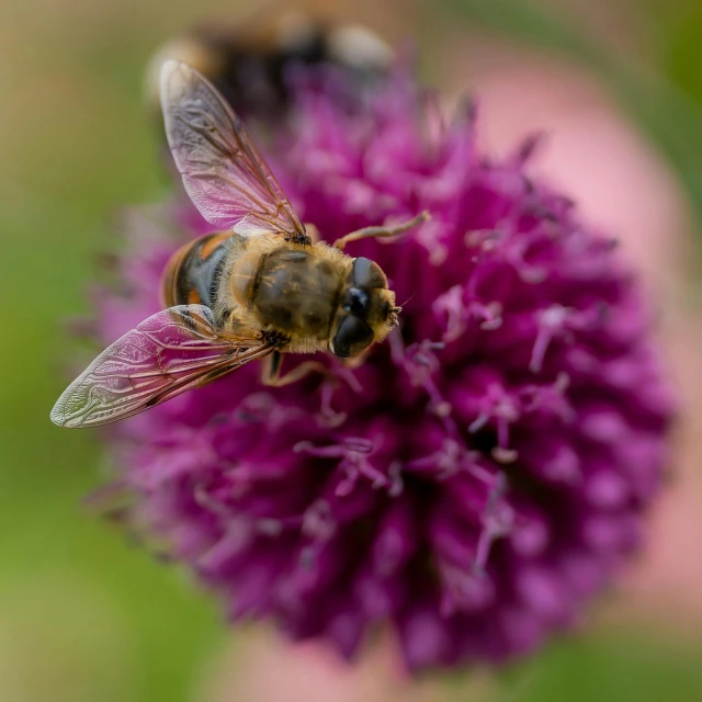 a bee sitting on top of a purple flower, by Robert Brackman, pexels contest winner, hurufiyya, pink, brown, clover, full frame image