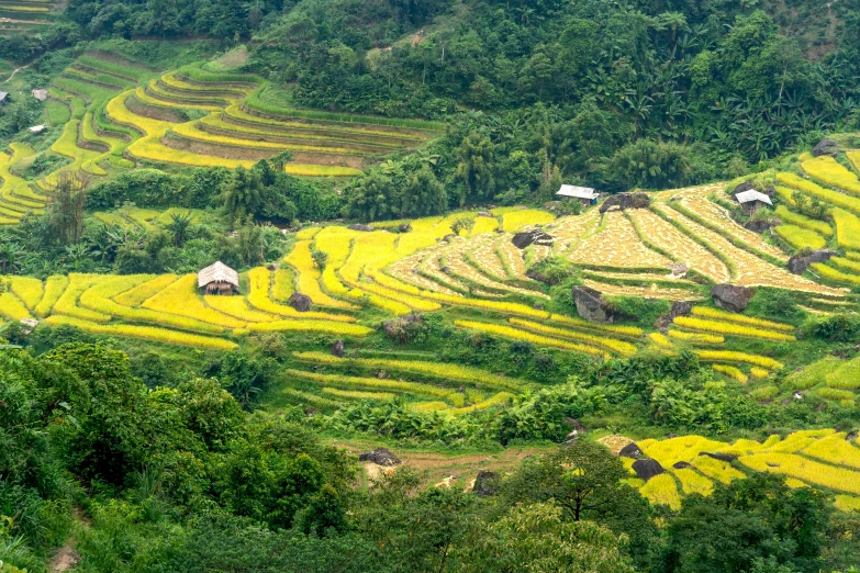 a group of houses sitting on top of a lush green hillside, by Daniel Lieske, ao dai, avatar image