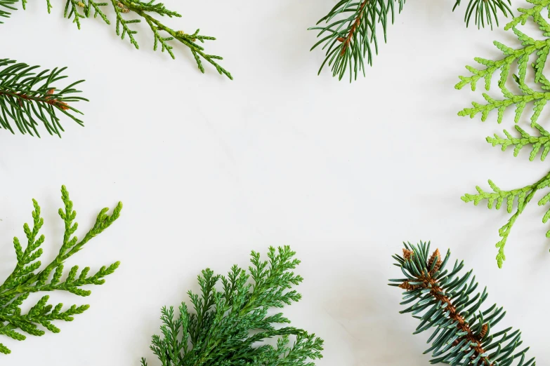 christmas tree branches arranged in a circle on a white background, by Carey Morris, trending on pexels, spruce trees on the sides, on grey background, green pupills, background image