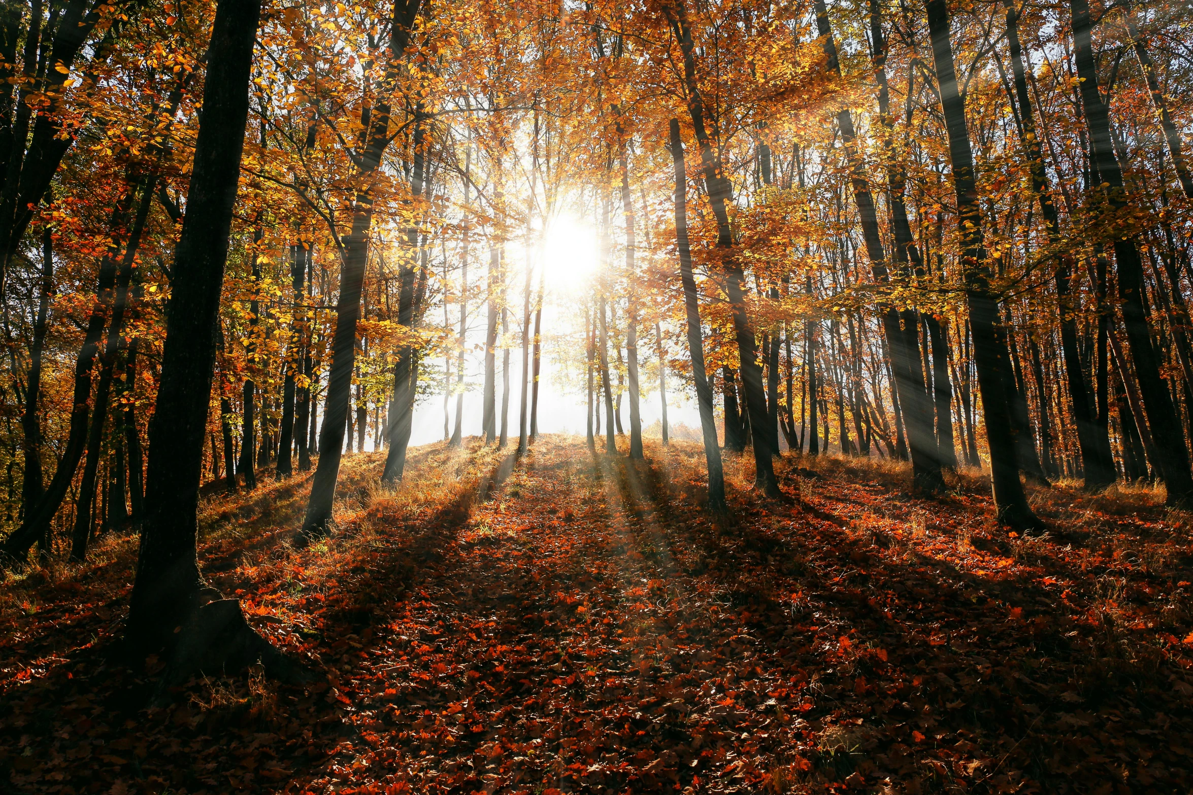 the sun shines through the trees in an autumn forest, pexels, fan favorite, warm glow coming the ground, instagram post, high-resolution