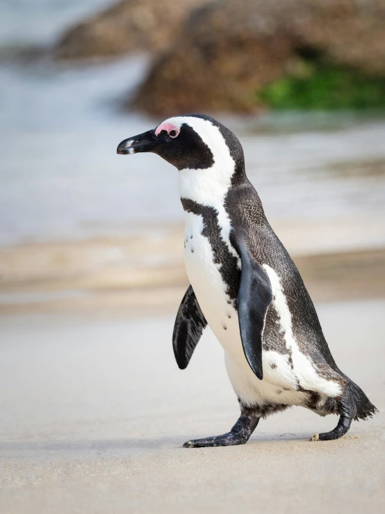 a penguin walking on a beach next to the ocean, striking a pose, bubbly, pristine and clean, glazed