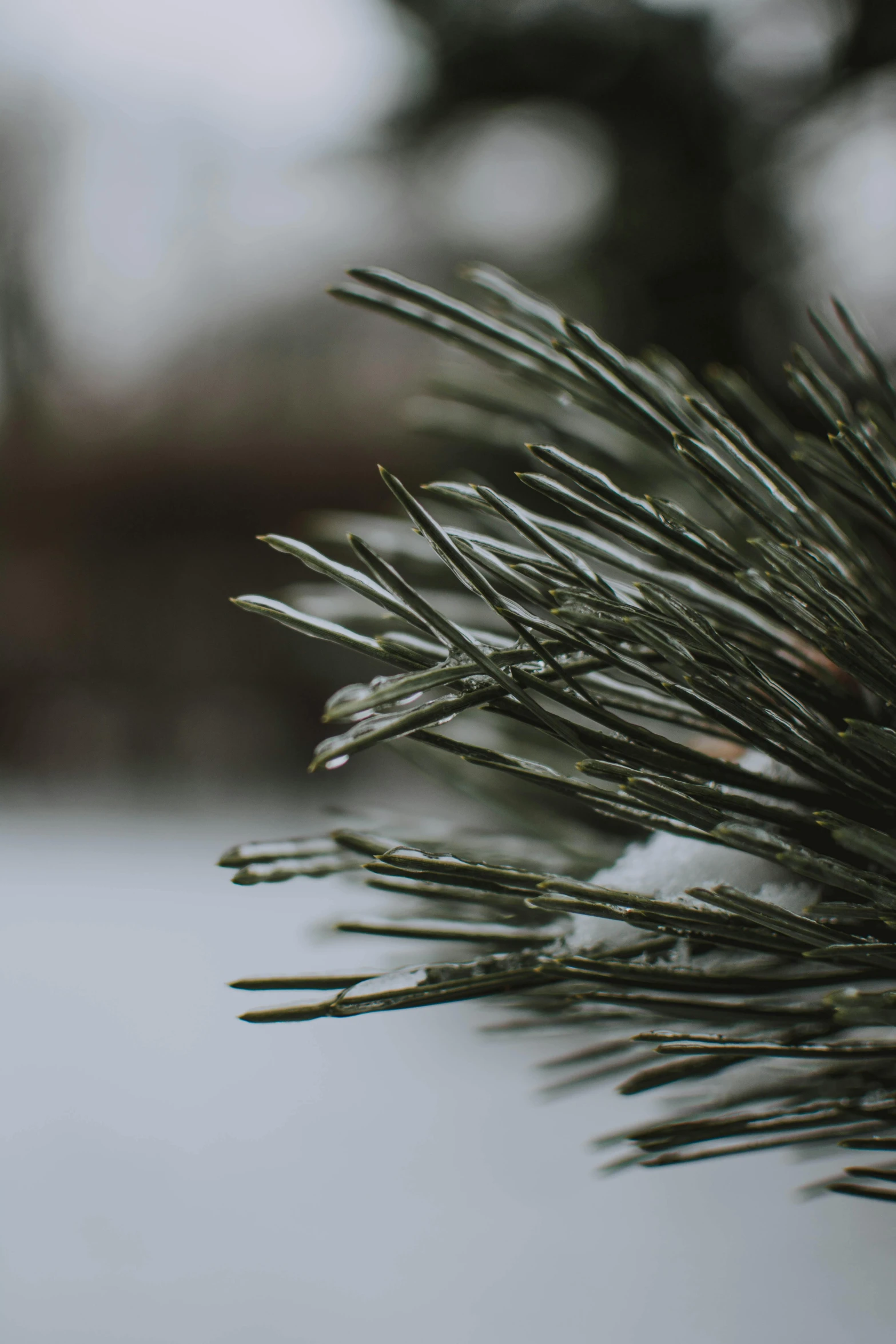 a close up of a pine tree branch covered in snow, by Andrew Domachowski, trending on pexels, renaissance, slight overcast, low quality photo, shot from cinematic, carson ellis