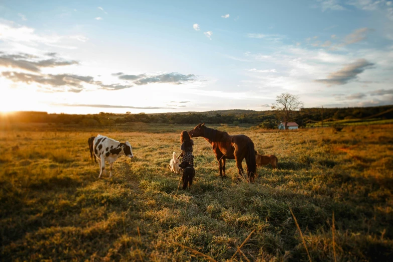 a group of horses standing on top of a grass covered field, by Jessie Algie, unsplash contest winner, warm light, outside in a farm, people and creatures walking, grazing