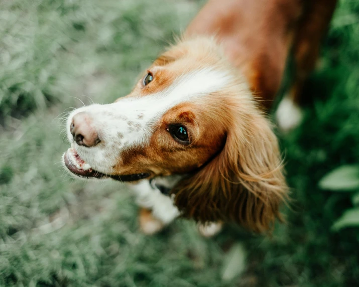 a brown and white dog standing on top of a lush green field, pexels contest winner, high angle close up shot, thumbnail, soft lulling tongue, australian