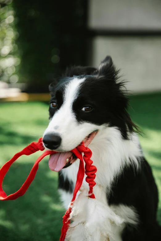 a black and white dog holding a red leash, pexels contest winner, border collie, toys, ribbon, play