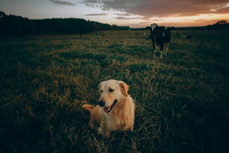 a dog that is sitting in the grass, a picture, by Emma Andijewska, unsplash contest winner, on a farm, at dusk at golden hour, cow, liquid gold