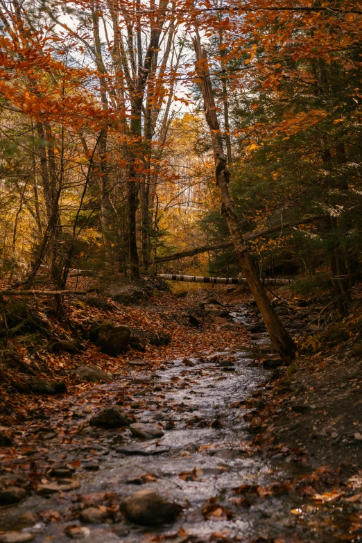 a stream running through a forest filled with lots of trees, unsplash contest winner, hudson river school, vermont fall colors, 2 5 6 x 2 5 6 pixels, shot on sony a 7 iii, fallen trees