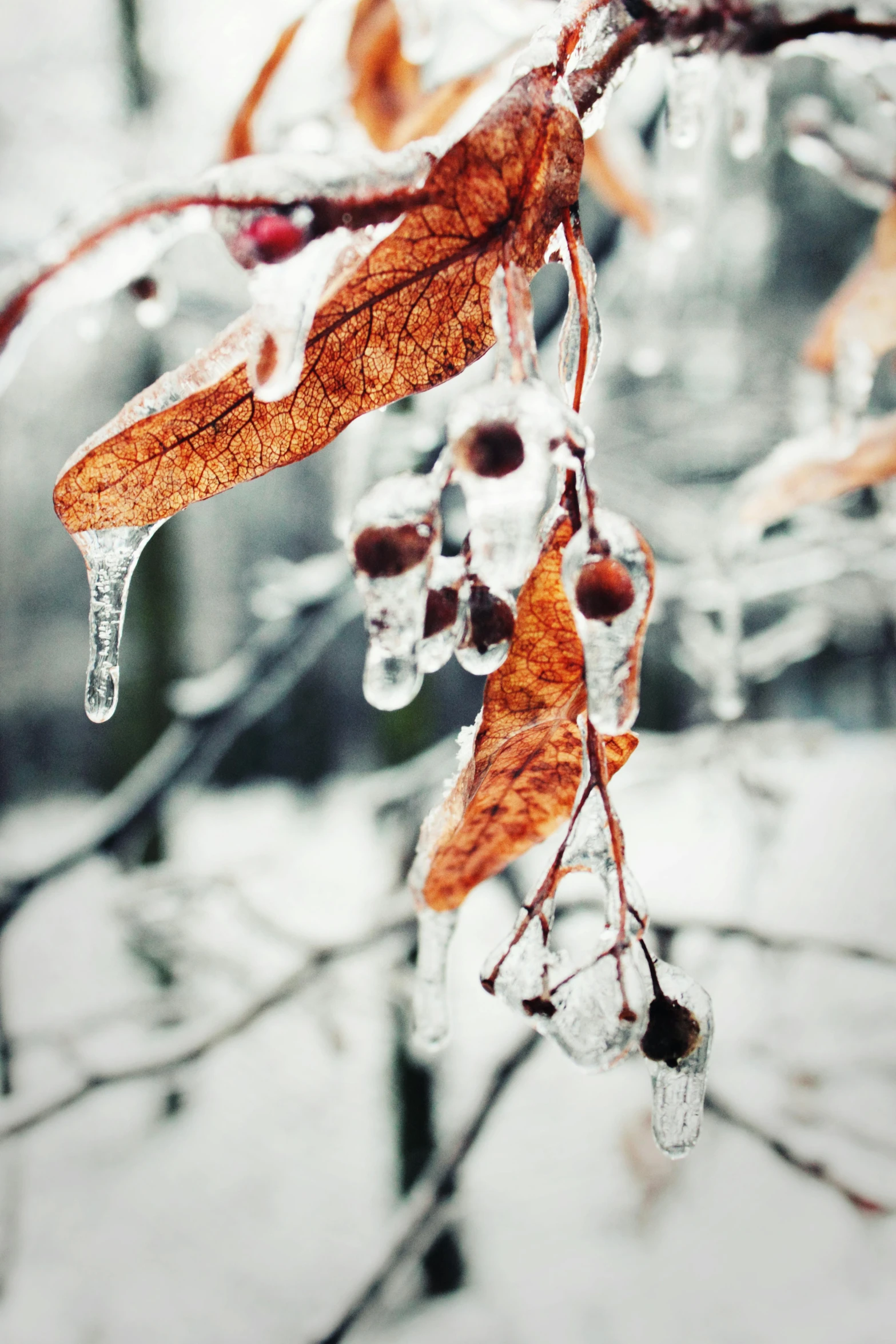 a tree branch covered in ice and icing, a photo, trending on pexels, berries dripping, ilustration, ice and fire, brown