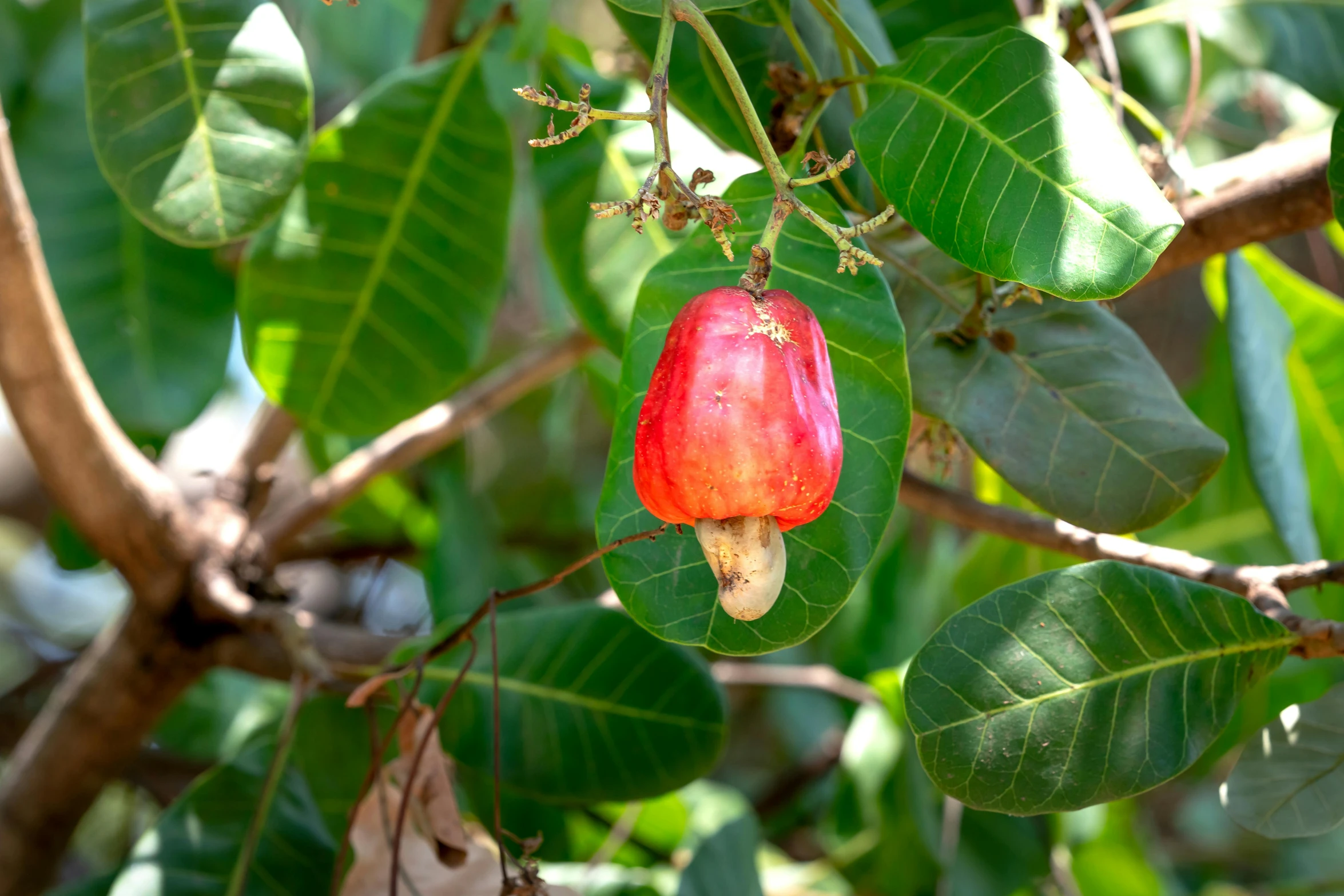 a close up of a fruit on a tree, by Gwen Barnard, pexels, hurufiyya, madagascar, red flower, bells, magnolia goliath head ornaments