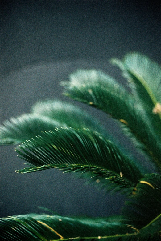a bird sitting on top of a palm tree, an album cover, inspired by Elsa Bleda, trending on unsplash, baroque, dark green leaf hair, texture detail, 1960s color photograph, detail shot