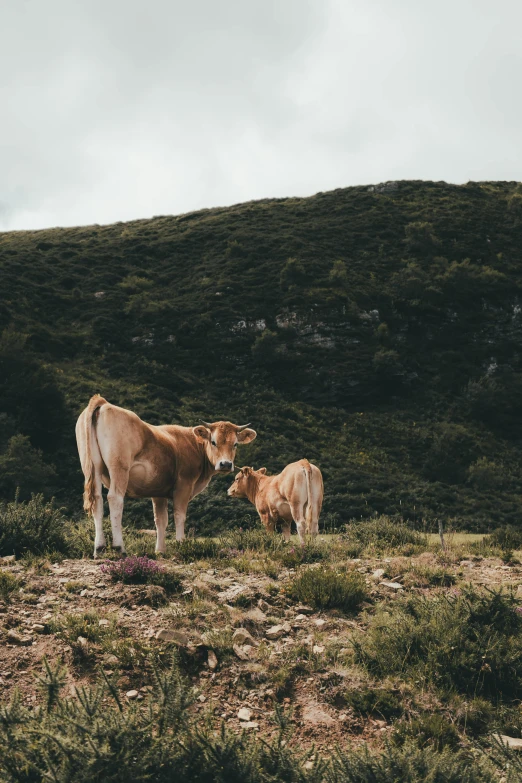 a couple of cows standing on top of a lush green hillside, unsplash contest winner, pregnancy, brown, spanish, multiple stories