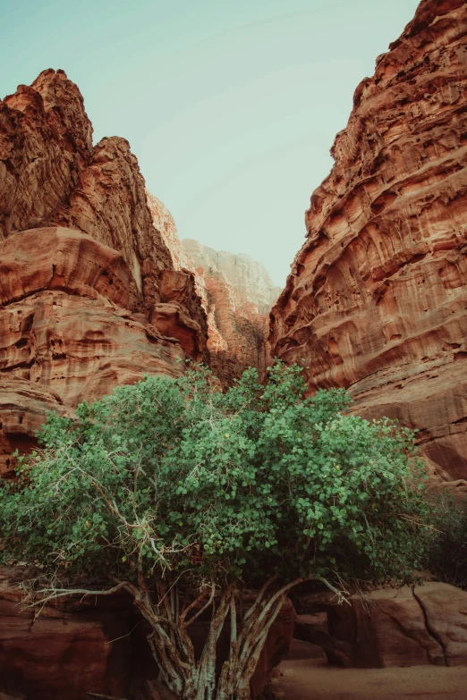 a tree sitting in the middle of a desert, inspired by Albert Namatjira, unsplash contest winner, hurufiyya, inside a gorge, tall structures, lush nature, faded colors