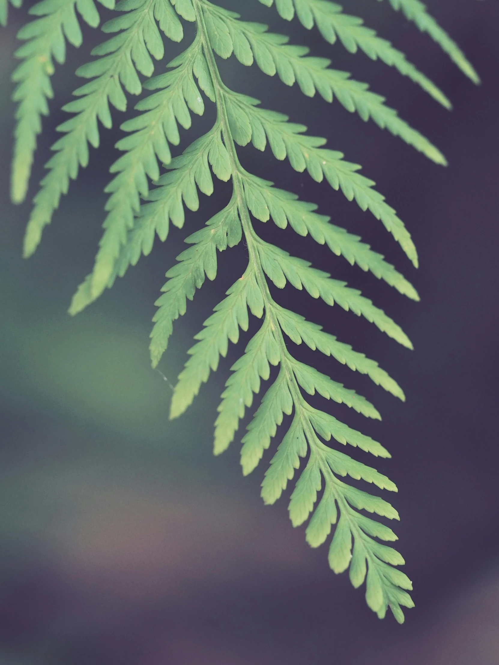 a close up of a fern leaf on a branch, inspired by Elsa Bleda, unsplash, ilustration, stacked image