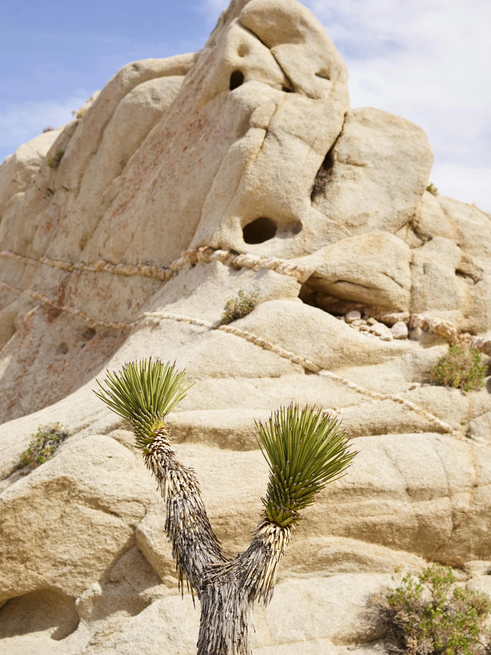 a joshua tree in front of a rock formation, inspired by Kay Sage, unsplash, art nouveau, ((rocks)), detail shots, taken in the late 2010s, overlooking