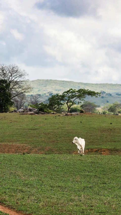 a white cow standing on top of a lush green field, múseca illil, joel sternfeld, panoramic shot, afar