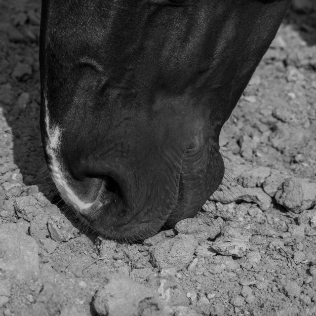 a black and white photo of a cow's nose, a black and white photo, digging, afar, mule, 4k greyscale hd photography