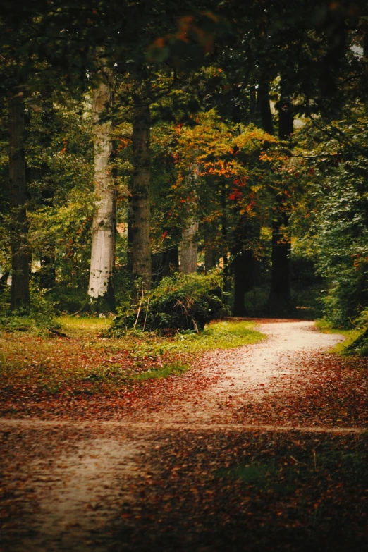 an image of a path in the woods, by Jacob Toorenvliet, pexels contest winner, renaissance, 2 5 6 x 2 5 6 pixels, trees with lots of leaves, grassy autumn park outdoor, belgium