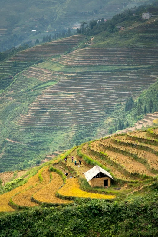 a house sitting on top of a lush green hillside, by Daren Bader, vietnam war, square, straw, terraced