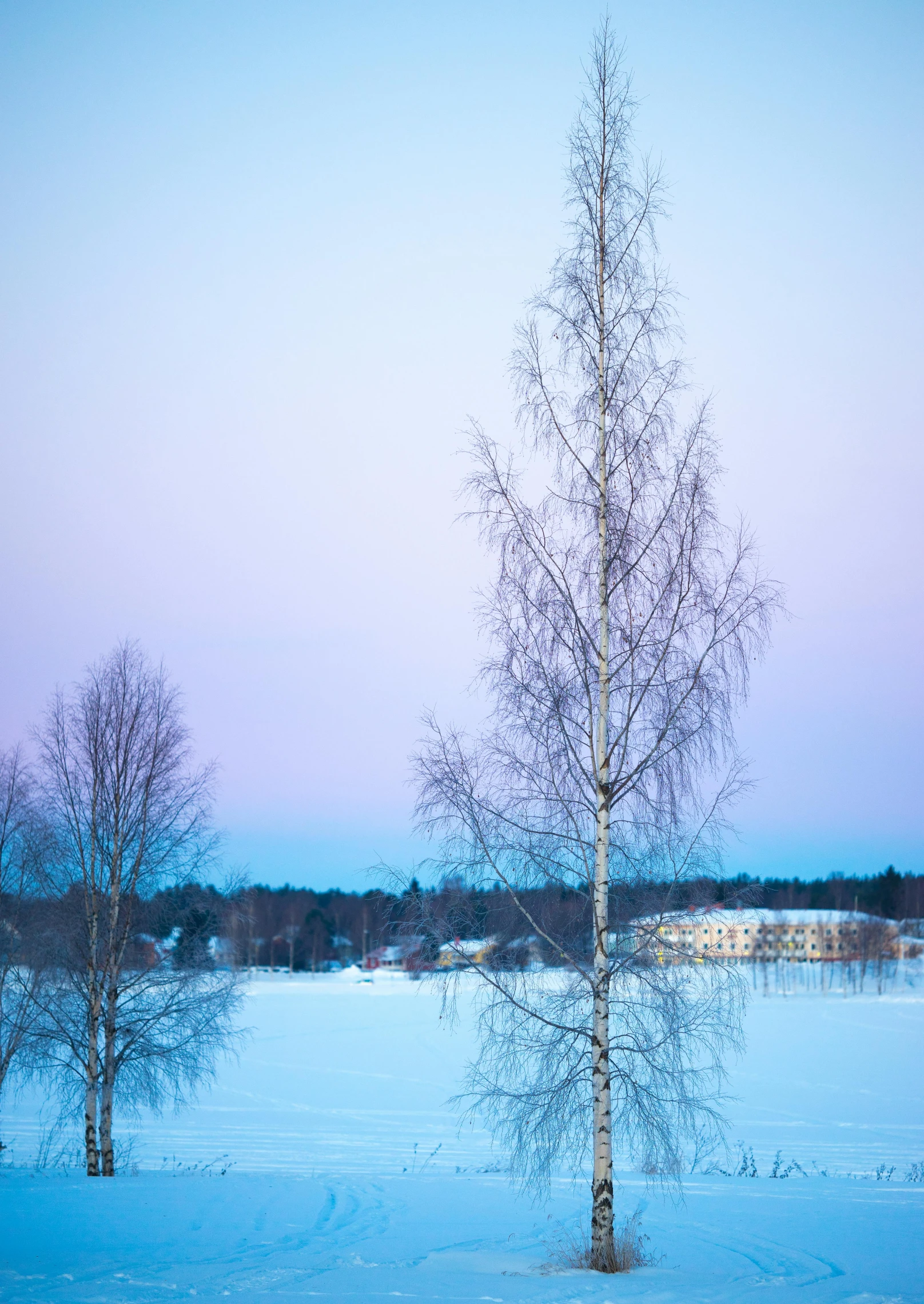 a couple of trees that are standing in the snow, inspired by Eero Järnefelt, trending on unsplash, twilight skyline, soft light - n 9, birch, today\'s featured photograph 4k