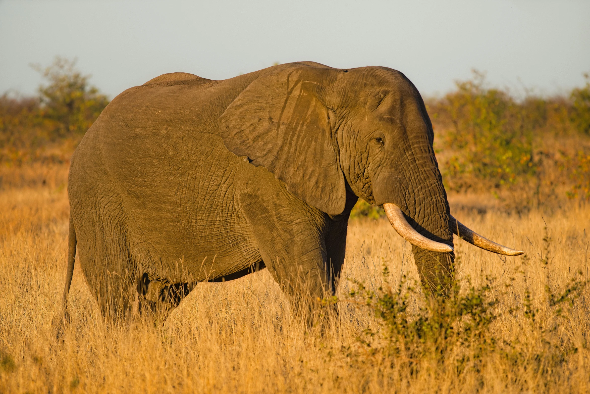 a large elephant standing on top of a dry grass field, at the golden hour, portrait”