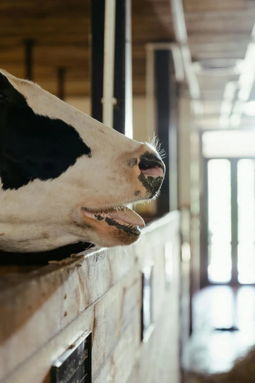 a black and white cow sticking its head over a wall, inside a barn, profile image, licking out, about