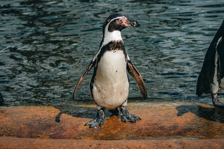 a penguin standing on a rock next to a body of water, posing for the camera