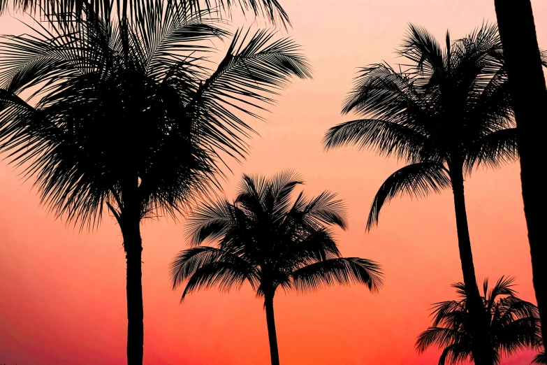 a couple of palm trees sitting next to each other, by Carey Morris, pexels contest winner, fine art, pink and orange, siluettes, panels, orange and black tones