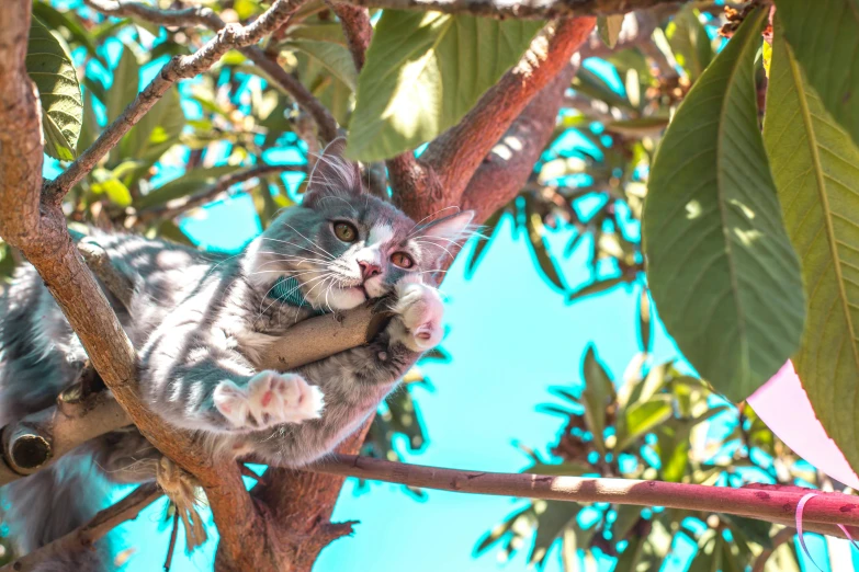 a cat that is sitting in a tree, trending on pexels, having fun in the sun, avatar image, top down photo, manuka