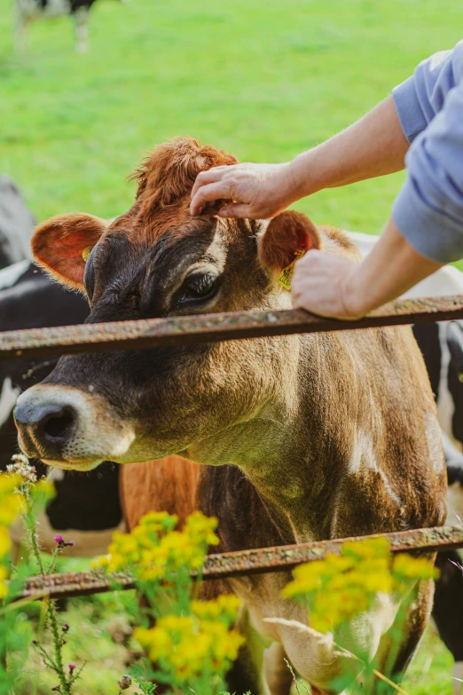 a person petting a cow behind a fence, delightful surroundings, sustainability, brown, milk