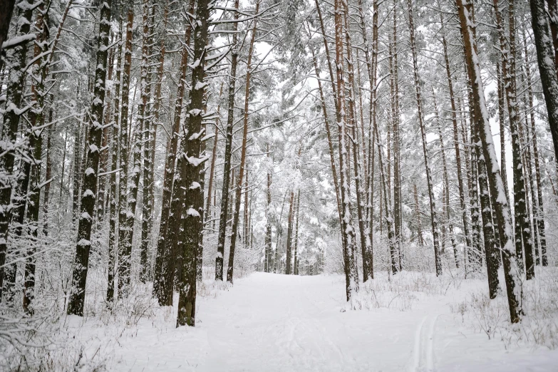 a forest filled with lots of snow covered trees, inspired by Ivan Shishkin, pexels contest winner, hurufiyya, smooth white surroundings, instagram post, ((forest)), opening shot