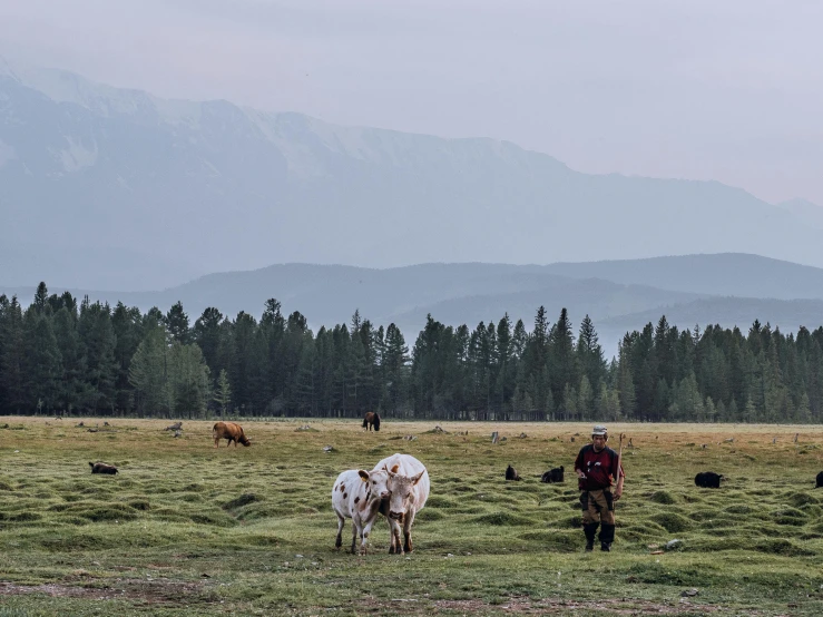 a herd of cattle standing on top of a lush green field, by Alexander Runciman, unsplash contest winner, rocky mountains in background, ai weiwei and gregory crewdson, old cowboy in the arctic, near forest