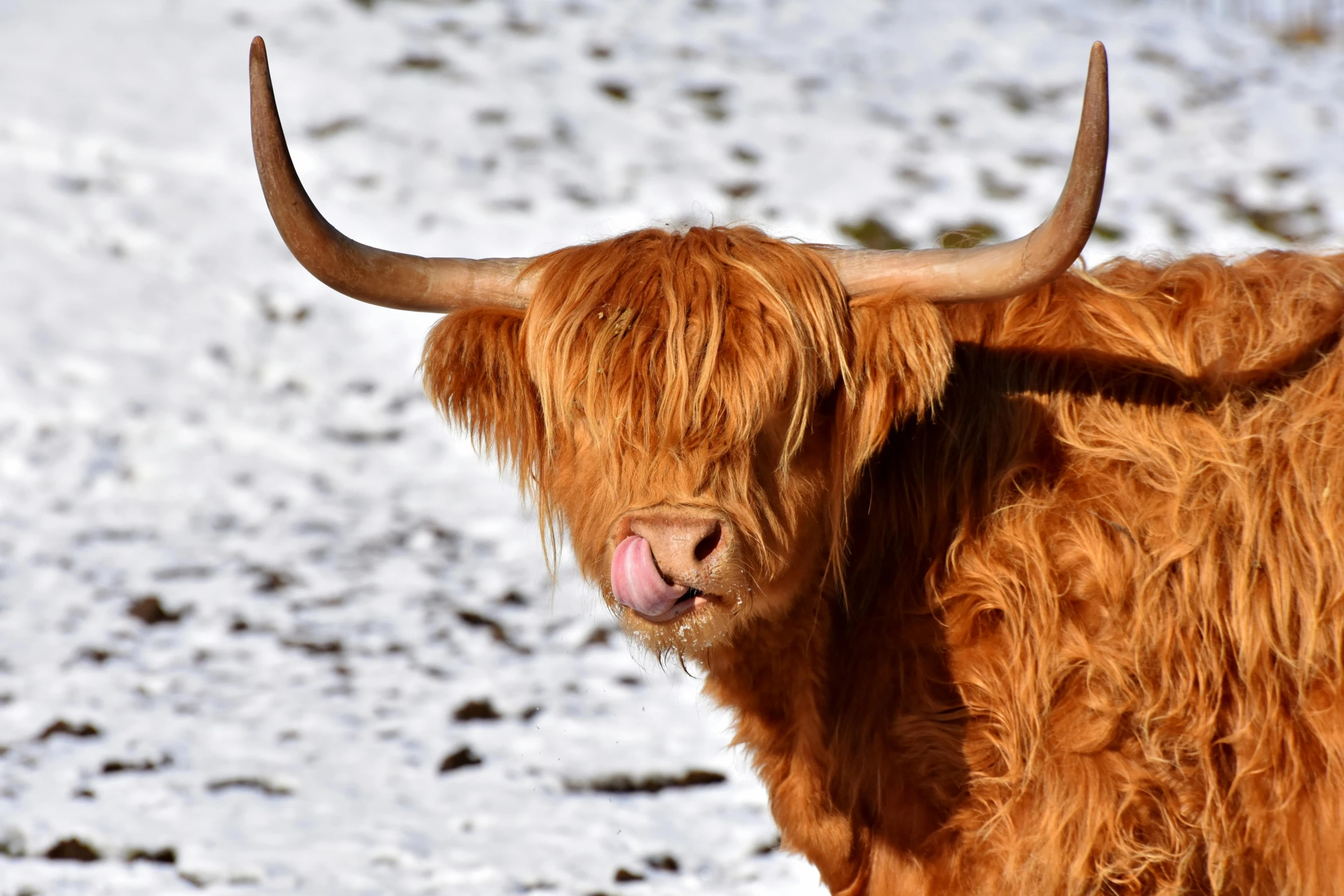 a brown cow standing on top of a snow covered field, pexels contest winner, renaissance, tongue out, scottish style, devils horns, ginger hair and fur