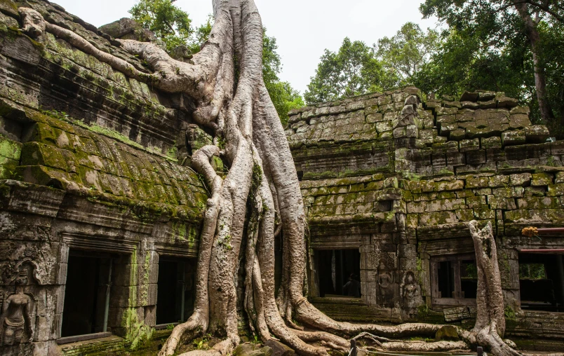 a tree growing out of the side of a building, inspired by Steve McCurry, unsplash contest winner, angkor wat, avatar image