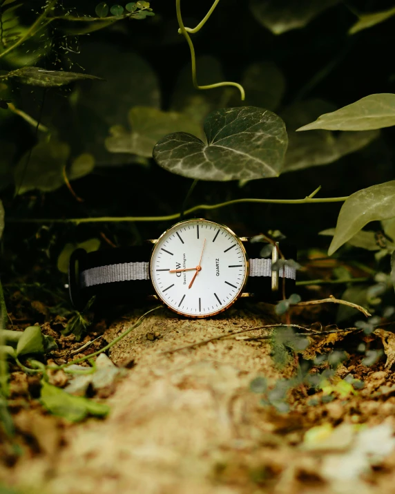 a watch that is sitting in the grass, unsplash, happening, plants inside cave, elegantly dressed, thumbnail, on wood