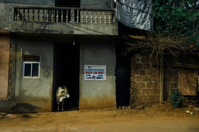 a cow standing in the doorway of a building, by Elsa Bleda, pexels contest winner, signboards, in the middle of a small colony, annie leibowitz, government archive photograph