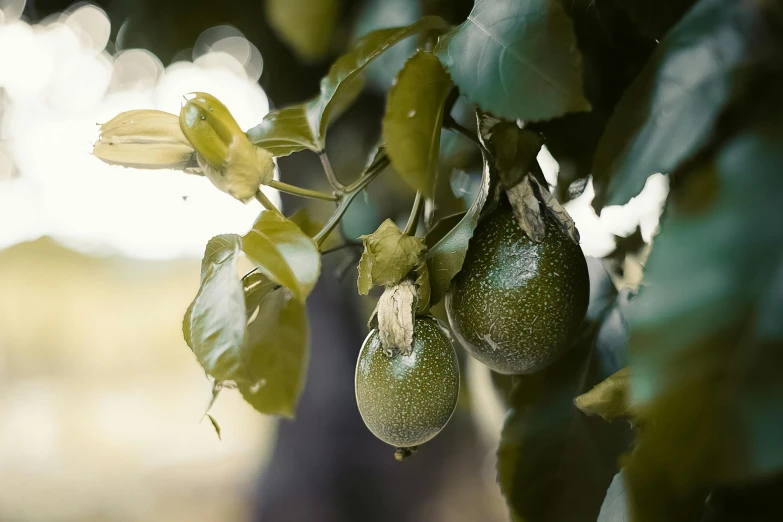 a bunch of green fruit hanging from a tree, unsplash, te pae, digital image, close - up photo, farming