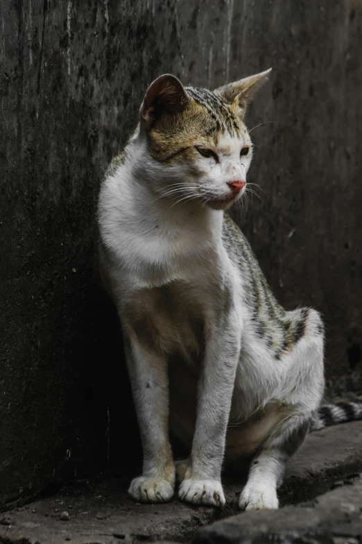 a cat sitting on the ground next to a wall, a portrait, unsplash, indonesia, 2019 trending photo, portrait of tall, spotted