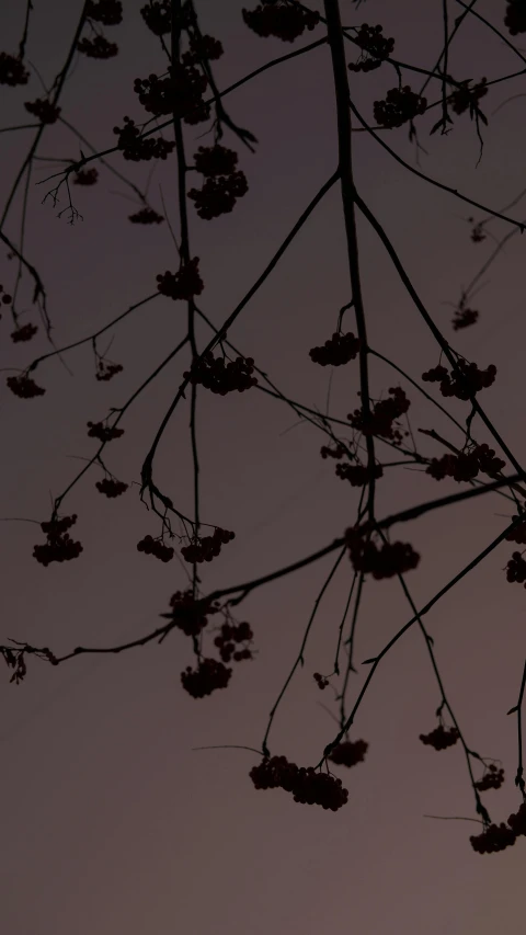 a couple of birds sitting on top of a tree, an album cover, by Attila Meszlenyi, unsplash, conceptual art, dark flowers, five foot bat in the philippines, silhouette :7, autumn night