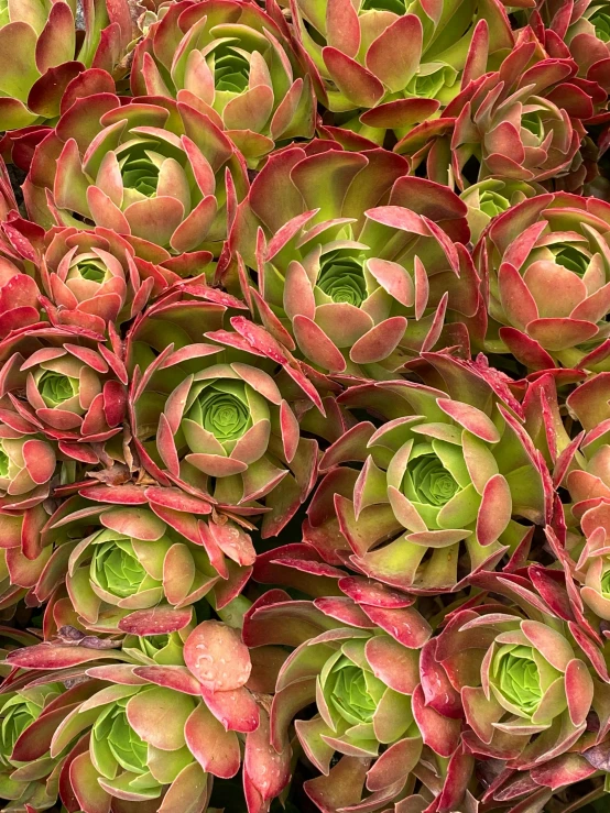 a close up of a bunch of flowers, manicured solarpunk greenery, 6 pack, artichoke, glowing crimson head