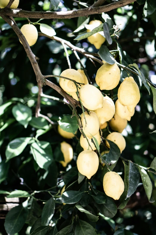 a bunch of lemons hanging from a tree, by Elizabeth Durack, unsplash, baroque, very crisp details, 🐿🍸🍋, made of glazed, farms
