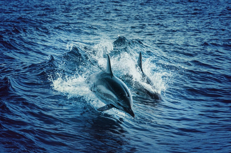 a couple of dolphins riding on top of a wave, pexels contest winner, hurufiyya, 1990 photograph, high quality product image”, fujifilm”, analogue photo quality