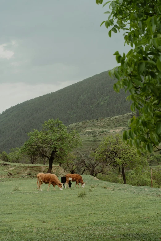 a herd of cattle grazing on a lush green field, by Muggur, land art, trees and cliffs, ayanamikodon and irakli nadar, cinematic shot ar 9:16 -n 6 -g, color photograph