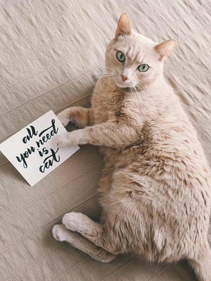 a cat laying on a bed with a sign that says all you need is fat cat, unsplash, photorealism, postcard, calligraphy, fullbody photo, eating