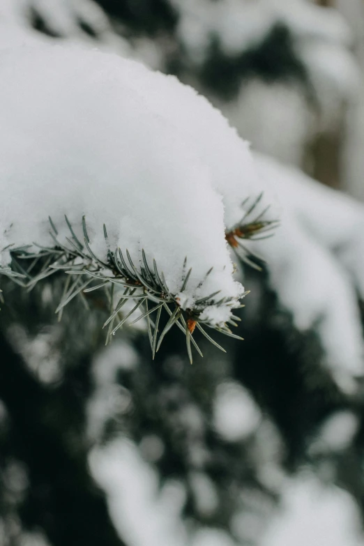 a close up of a pine tree covered in snow, a photo, by Adam Marczyński, trending on pexels, low detailed, ilustration, multiple stories, a green