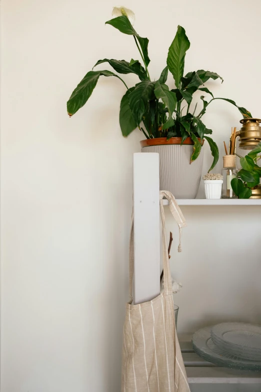 a shelf with a potted plant on top of it, featured on pinterest, wearing a white robe, over-shoulder shot, sustainable materials, detail shot