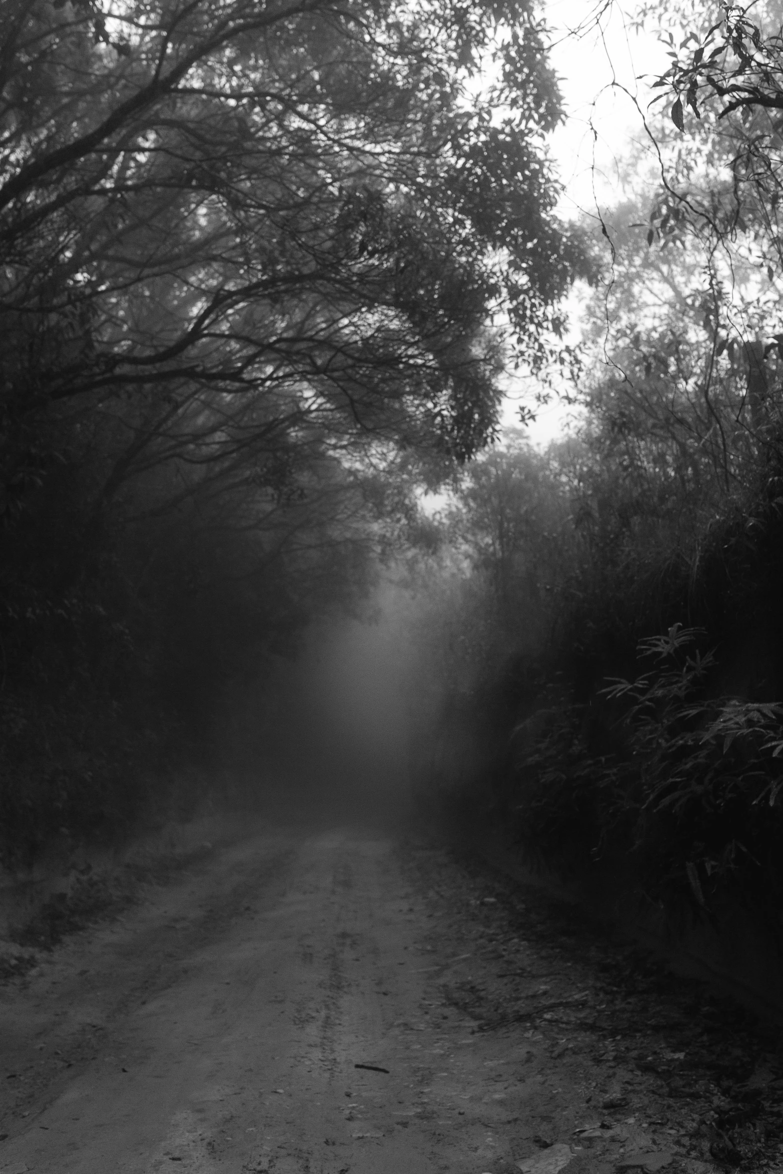 a black and white photo of a dirt road, inspired by Katia Chausheva, australian tonalism, foggy jungle, ((mist)), taken in the late 2000s, made of mist