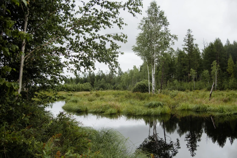 a body of water surrounded by trees and grass, a picture, by Jaakko Mattila, flickr, hurufiyya, birch swamp, 2 5 6 x 2 5 6 pixels, where a large, ponds