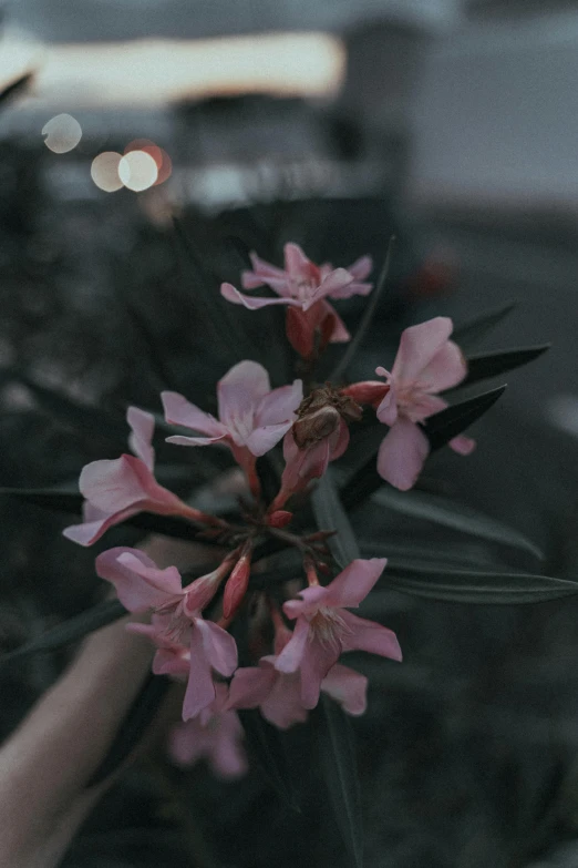 a person holding a pink flower in their hand, inspired by Elsa Bleda, trending on unsplash, at night time, low quality footage