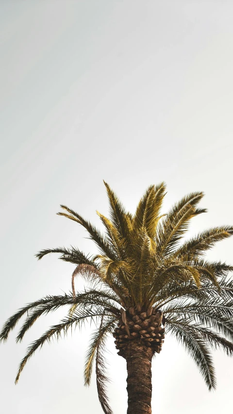 a palm tree in front of a cloudy sky, an album cover, trending on unsplash, minimalism, in spain, low quality photo